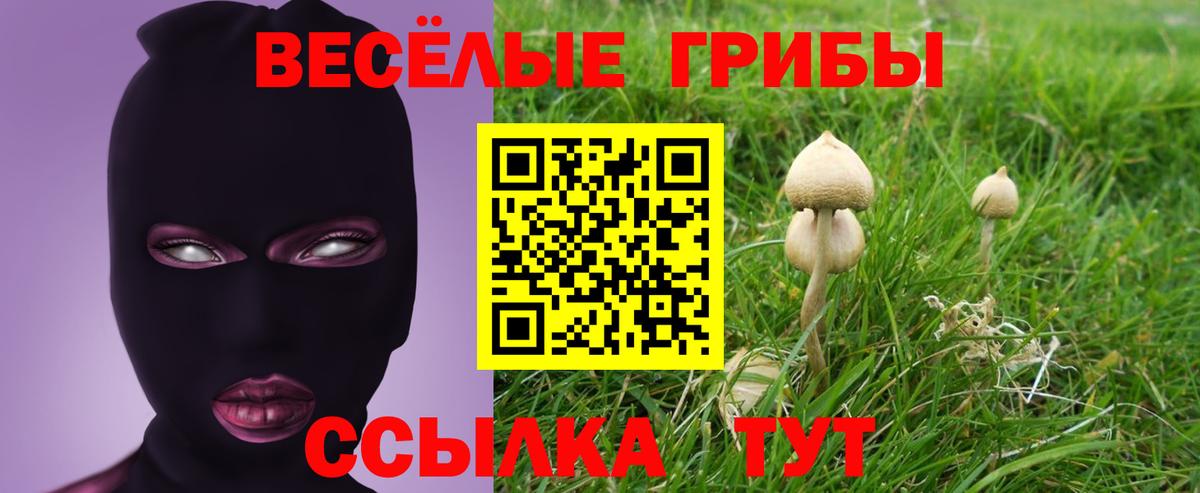 Галлюциногенные грибы Psilocybe Людиново